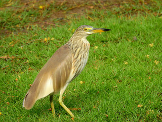 Chinese Pond Heron bird