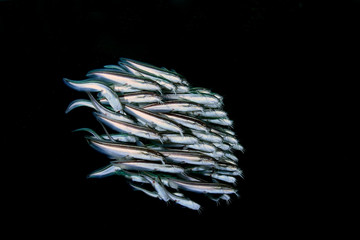 Amazing underwater world - a big school of cat fish under the jetty. Wide angle photography. Jetty, Padang Bay, Bali, Indonesia. © diveivanov