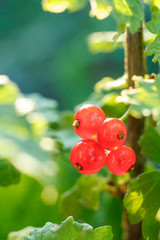 Ripe red currant on the branch in the garden in sunny summer day.