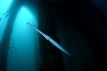 Chinese Trumpetﬁsh - Aulostomus chinensis. Underwater world, diving, wide angle photography. Jetty dive site, Padang Bay, Bali, Indonesia. © diveivanov