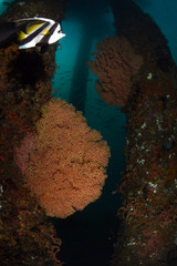 Amazing underwater world - huge soft and hard corals under the jetty. Diving, wide angle photography. Jetty dive site, Padang Bay, Indonesia.