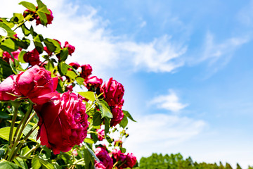 赤いバラと空