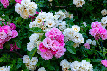 ピンクと白のバラ