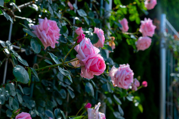 ピンクのバラ