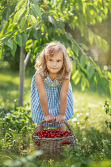 Little girl with a basket full of ripe and fresh red sweet cherries in the orchard on a sunny...