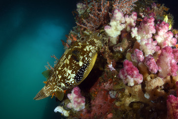 Big Puffer Fish under the Jetty swims between soft and hard corals. Diving, wide angle photography. Jetty dive site, Padang Bay, Bali, Indonesia