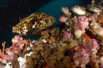 Fototapeta na wymiar Big Puffer Fish under the Jetty swims between soft and hard corals. Diving, wide angle photography. Jetty dive site, Padang Bay, Bali, Indonesia