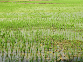 paddy field in the countryside