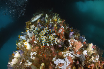 Fototapeta na wymiar Big Filefish - Aluterus scriptus. Swims under the pier. Jetty dive site, Padang Bay, Bali, Indonesia. 