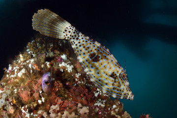 Fototapeta na wymiar Big Filefish - Aluterus scriptus. Swims under the pier. Jetty dive site, Padang Bay, Bali, Indonesia. 