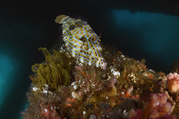 Obraz na płótnie Canvas Big Filefish - Aluterus scriptus. Swims under the pier. Jetty dive site, Padang Bay, Bali, Indonesia. 