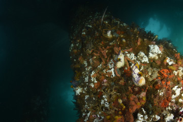 Amazing underwater world - big hard, soft corals. Blue clear sea water. Underwater background. Tropical seas. 
