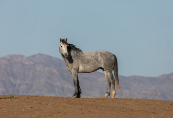 Majestic Wild Horse in the Utah Desert