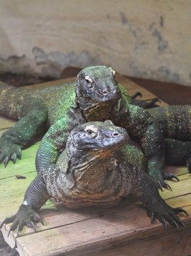 portrait of twp Komodo dragons