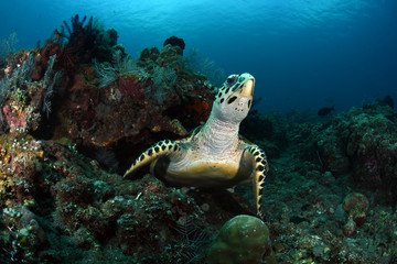 Hawksbill Turtle - Eretmochelys imbricata. Coral reefs. Diving and wide angle underwater photography. Tulamben, Bali, Indonesia.