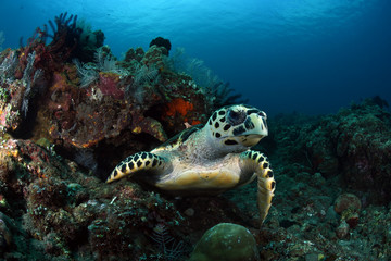 Hawksbill Turtle - Eretmochelys imbricata. Coral reefs. Diving and wide angle underwater photography. Tulamben, Bali, Indonesia.