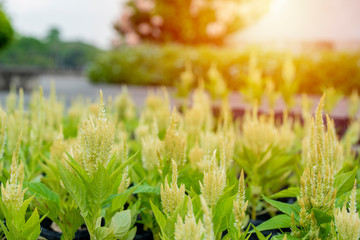 close up small  tree