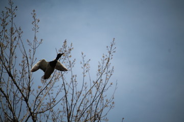 fliegende Ente