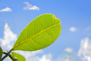  Green blue sky cloudy