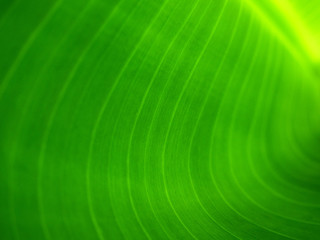 texture of green banana leaf with line