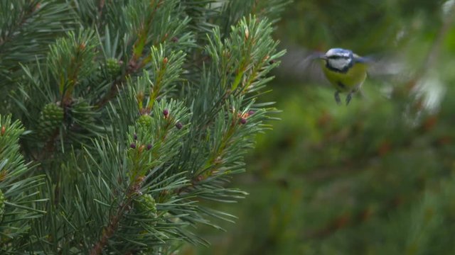 Blue Tit small bird hovers searching pine tree cone needles for food slow motion