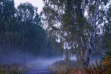 Obraz na płótnie Canvas forest shrouded in fog