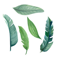 .watercolor illustration drawn by hand. Tropical leaves