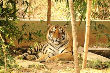 tiger in zoo