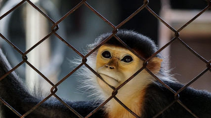 Monkey Eye