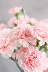 gentle pink carnation flowers in vase on grey background 