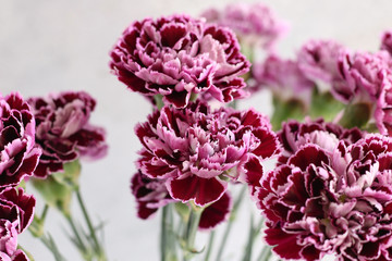 Purple carnation flower on grey background