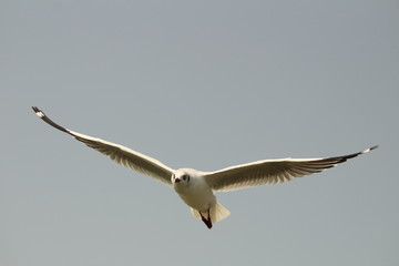seagull in flight