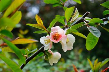 Primavera no Japão