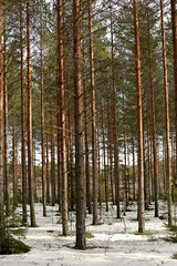 Straight tree trunks of pine trees in a managed finnish forest