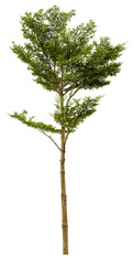 Beautiful tree isolated on white background. Suitable for use in architectural design or Decoration work. Used with natural articles both on print and website.