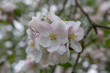 Apple tree blossom Netherlands spring