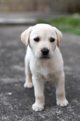 Labrador retriever puppy in the yard