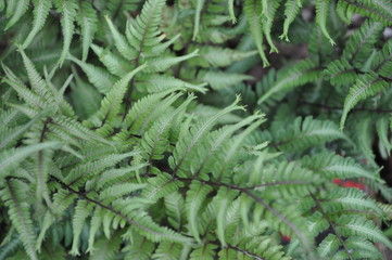 Japanese Fern