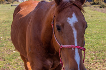 horses grazing in a green meadow next to large rocks
