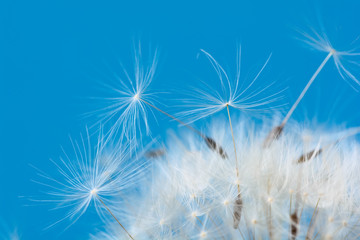 Fototapeta premium Close-up nasiona kwiatu mniszka lekarskiego na niebieskim tle. Makro. Nieostrość.