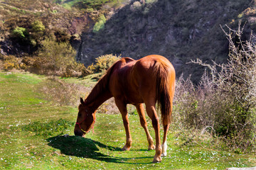 horses grazing in a green meadow next to large rocks