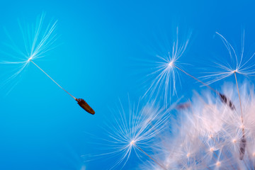 Close-up seeds of a dandelion flower fly in the wind on a blue background. Macro. Soft focus.