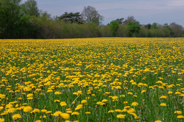 Field of dandelions Havelte drente Netherlands