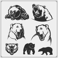 Grizzly bear, polar bear, brown bear silhouettes and illustrations. Labels, emblems and design elements for sport club with bears. Print design for t-shirts.