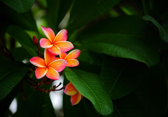 pink plumeria flower in garden