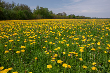 Field of dandelions Havelte drente Netherlands