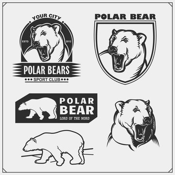 Labels, emblems and design elements for sport club with polar bear. Print design for t-shirt.