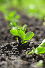 Young pea (Pisum) sprouts in a sunny vegetable garden