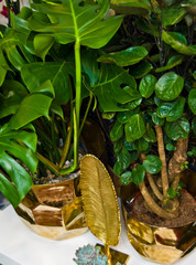 Green plants in golden pots in florist shop