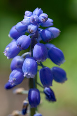 Naklejka na ściany i meble Blue grapes flowers